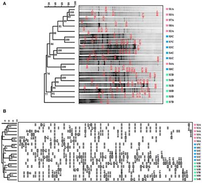 Study of Bacterial Community Composition and Correlation of Environmental Variables in Rambla Salada, a Hypersaline Environment in South-Eastern Spain